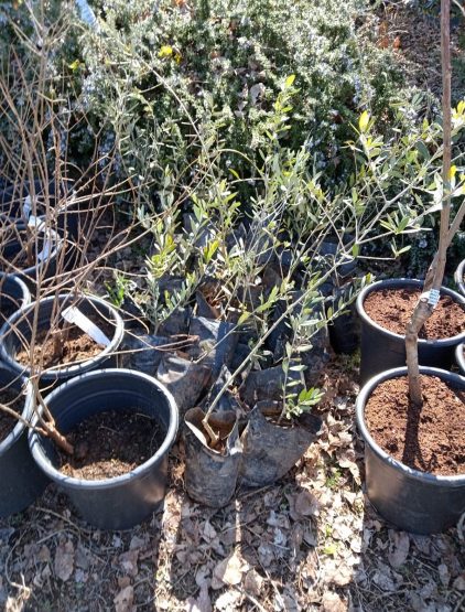 توزيع غراس الأشجار المثمرة